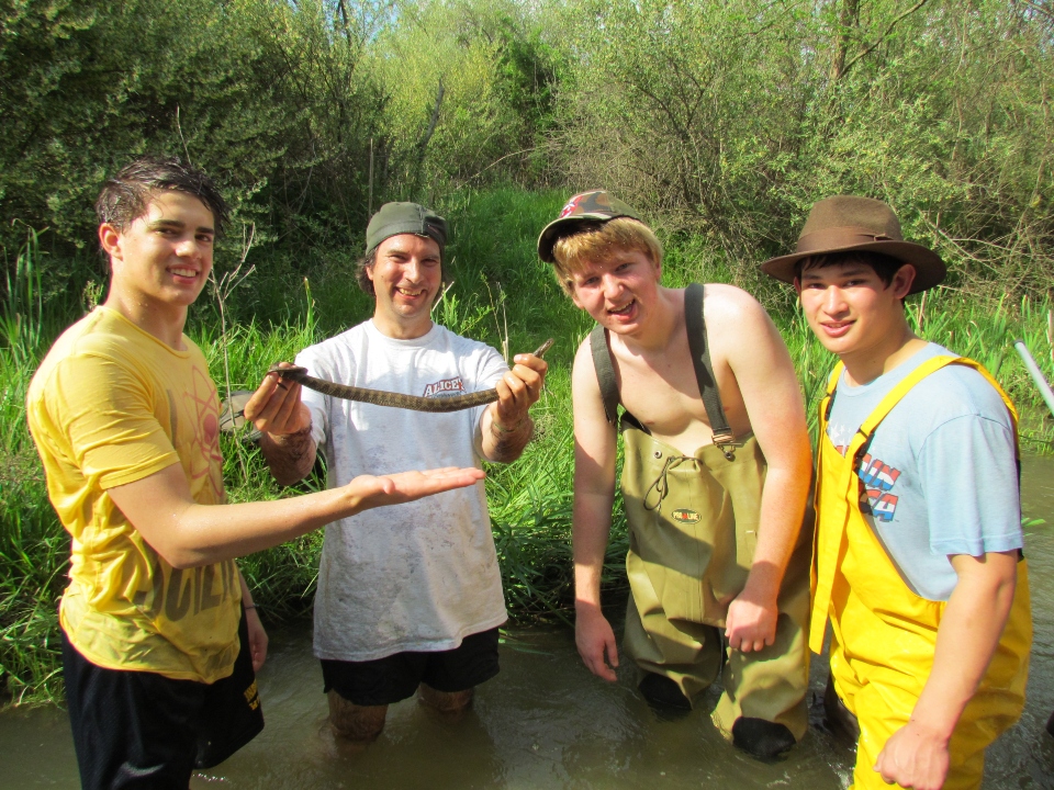 Northern Water Snake